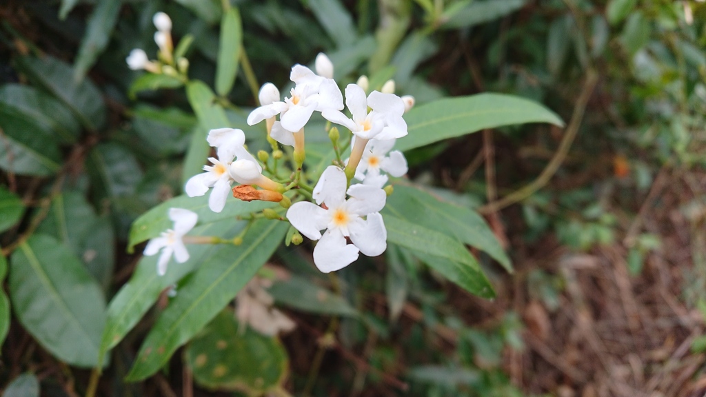 Melodinus angustifolius