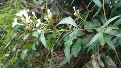 Melodinus angustifolius