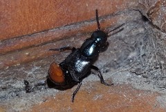 Xanthopygina