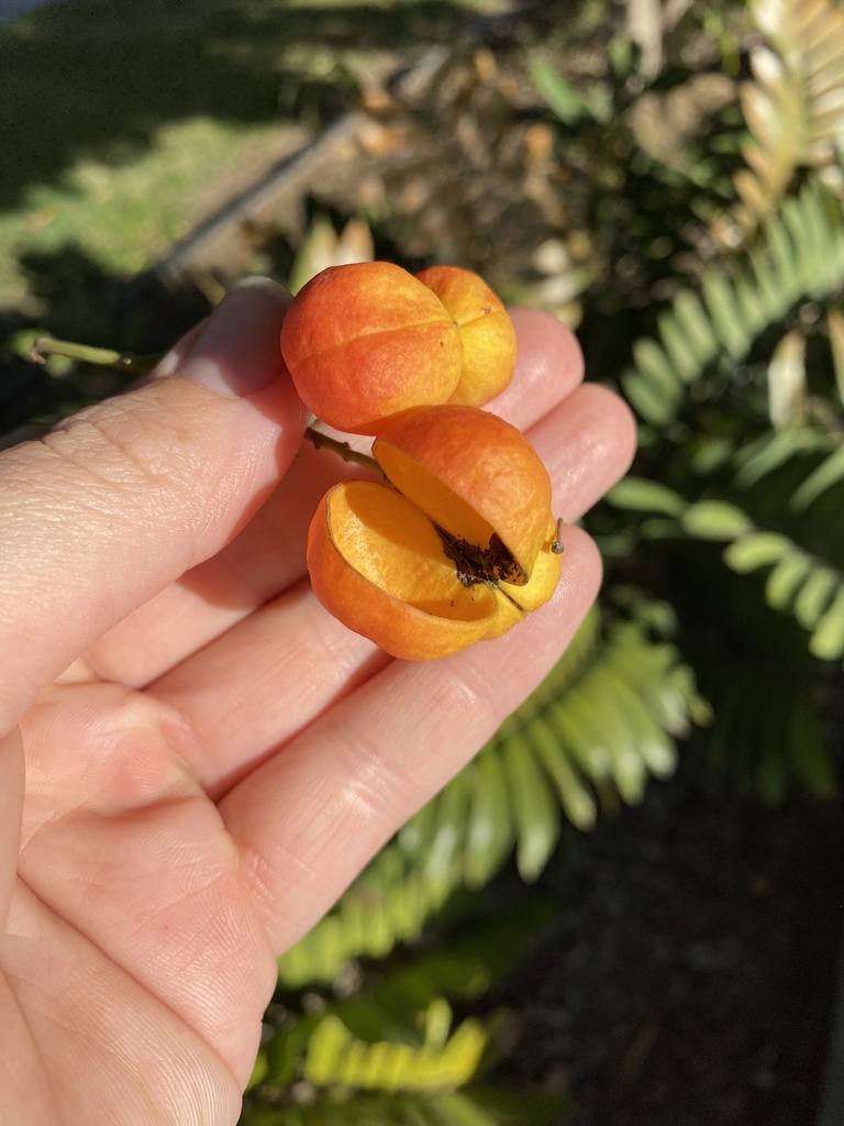 Black Tulip in June 2023 by lunafae87 · iNaturalist