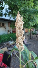 Sorghum bicolor bicolor