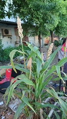 Sorghum bicolor bicolor