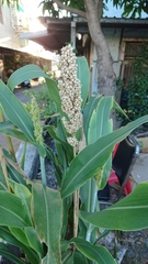 Sorghum bicolor bicolor