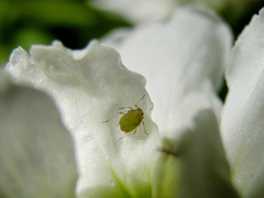 Aphididae