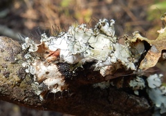 Parmotrema hypoleucinum