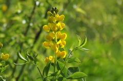 Thermopsis divaricarpa