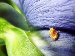 Coccoidea