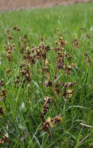 Ganyklinis kiškiagrikis nuotrauka