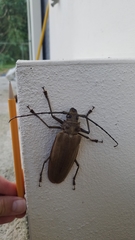 Callipogon proletarius