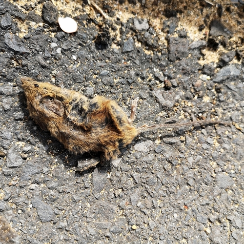 Mus musculus observed 2023-05-31