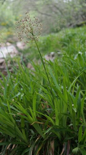 Luzula sylvatica (Huds.) Gaudin