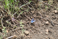 Glaucopsyche lygdamus