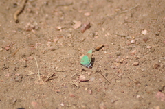 Callophrys affinis