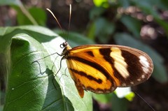 Hypothyris ninonia daeta