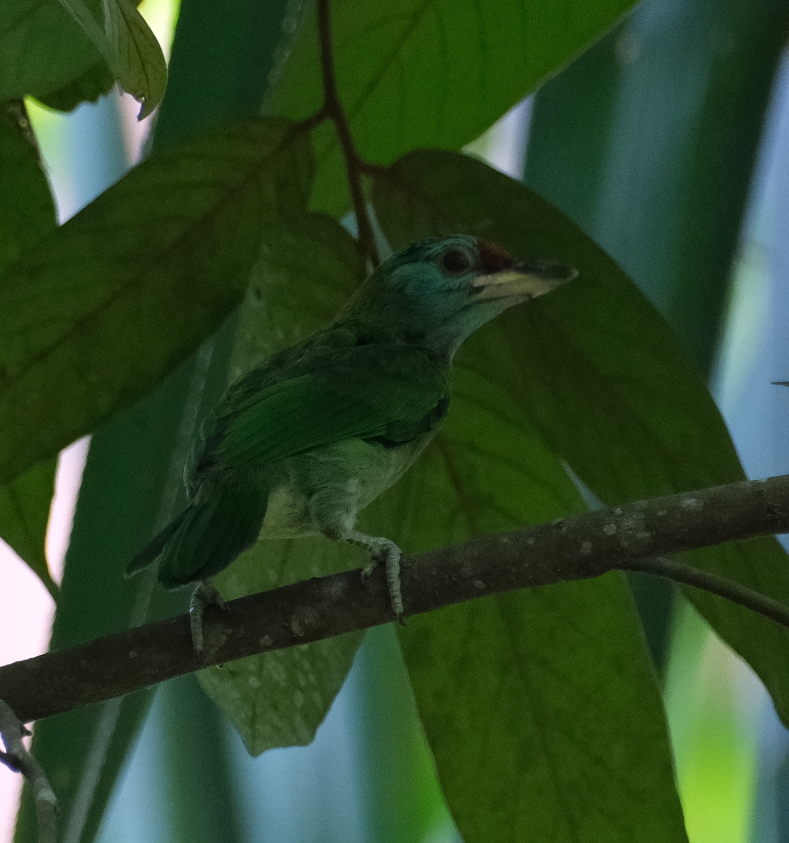 Blue-throated Barbet