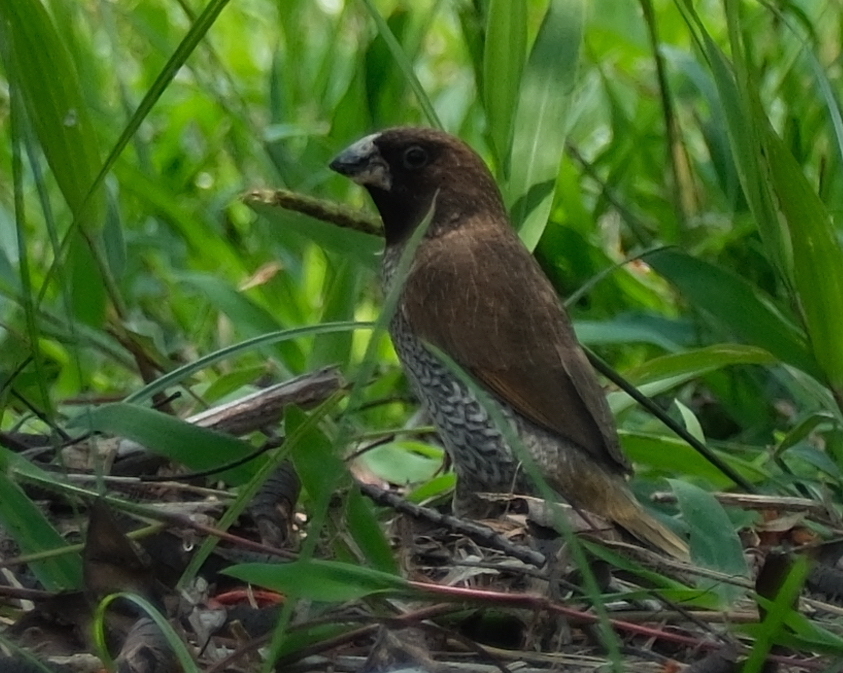 Scaly-breasted Munia