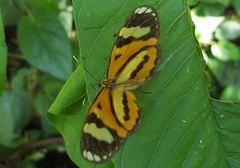 Hypothyris ninonia daeta