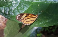 Hypothyris ninonia daeta