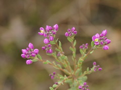 Comesperma retusum