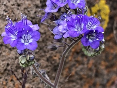 Phacelia scariosa