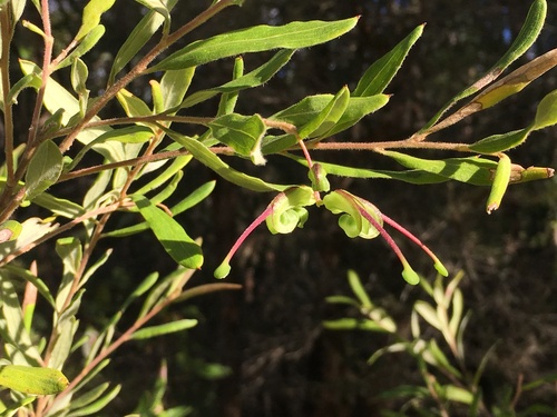 Grevillea guthrieana
