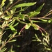 Grevillea guthrieana - Photo (c) remarkabell, algunos derechos reservados (CC BY-NC)