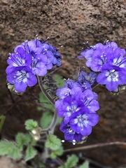 Phacelia scariosa