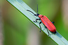 Black-headed Cardinal Beetle