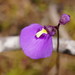 Utricularia dichotoma - Photo (c) Reiner Richter, algunos derechos reservados (CC BY-NC-SA), subido por Reiner Richter
