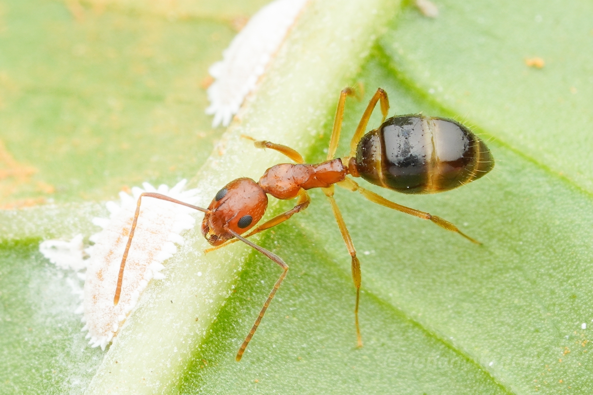 Dolichoderus ghilianii