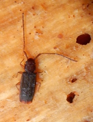 Uleiota dubia