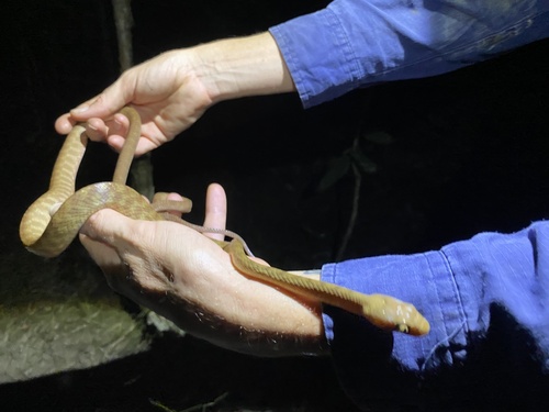 Brown Tree Snake sighting