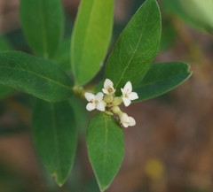 Pimelea drupacea