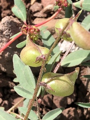 Astragalus insularis