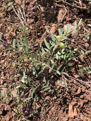 Astragalus insularis