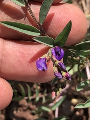 Astragalus insularis