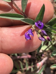 Astragalus insularis