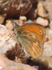 Coenonympha corinna