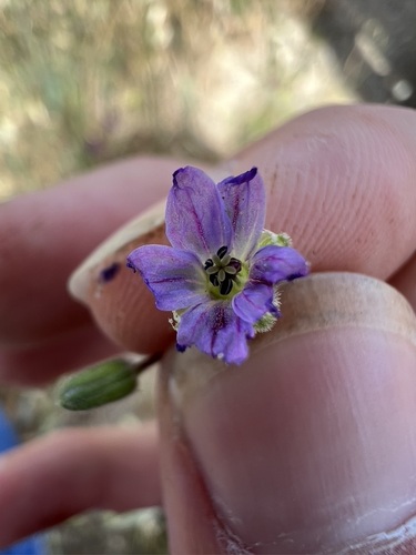 Image of Erodium brachycarpum by no rights reserved