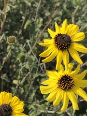 Encelia asperifolia