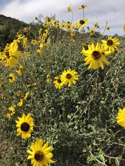 Encelia asperifolia