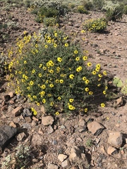 Encelia asperifolia