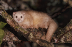 Lemur-Like Ringtail photo 2
