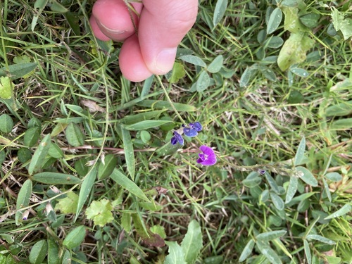 Glycine tabacina iNat (3)