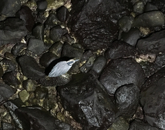 Nyctanassa violacea pauper