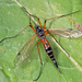 Tanyptera nigricornis - Photo (c) Pentti Ketola, algunos derechos reservados (CC BY-NC), subido por Pentti Ketola