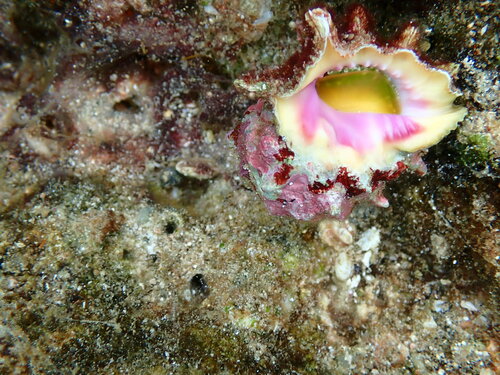 Drupa rubusidaeus observed 2023-05-30