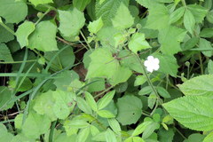 Pavonia zeylanica