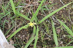 Curculigo orchioides