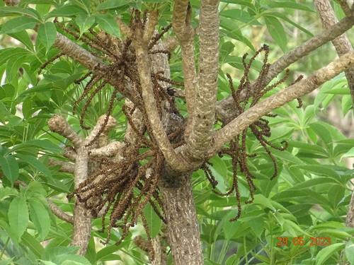 Cussonia arborea Hochst. ex A.Rich. 2